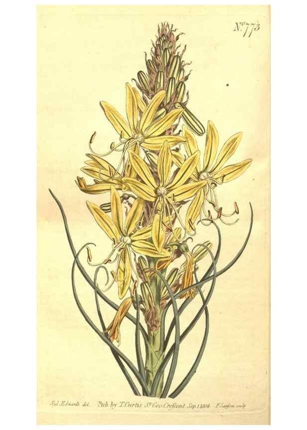 Reproducción/Reproduction 8448656604: Curtis's botanical magazine.. London ;New York [etc.] :Academic Press [etc.]
