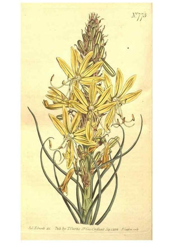 Reproducción/Reproduction 8448656604: Curtis's botanical magazine.. London ;New York [etc.] :Academic Press [etc.]