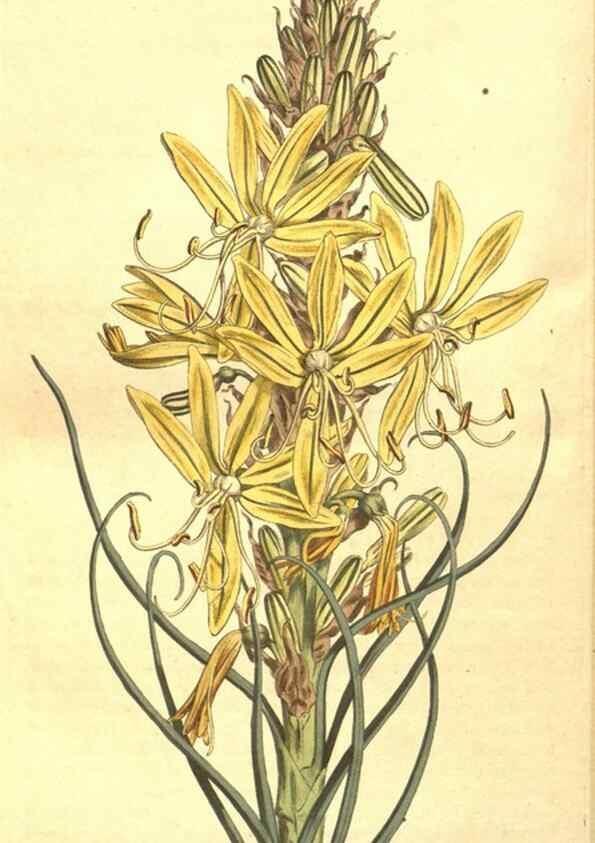 Reproducción/Reproduction 8448656604: Curtis's botanical magazine.. London ;New York [etc.] :Academic Press [etc.]