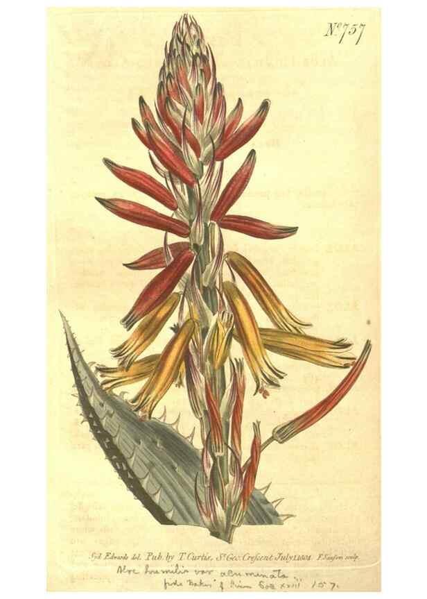 Reproducción/Reproduction 8448644742: Curtis's botanical magazine.. London ;New York [etc.] :Academic Press [etc.]