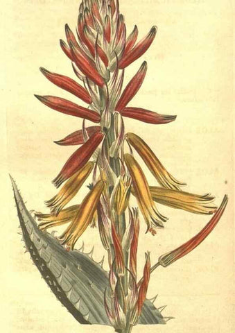 Reproducción/Reproduction 8448644742: Curtis's botanical magazine.. London ;New York [etc.] :Academic Press [etc.]