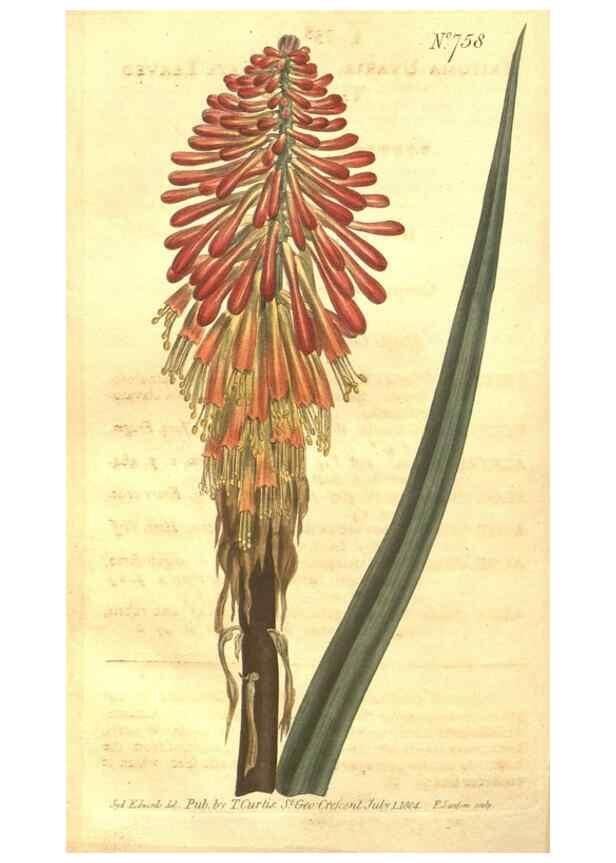 Reproducción/Reproduction 8447557751: Curtis's botanical magazine.. London ;New York [etc.] :Academic Press [etc.]