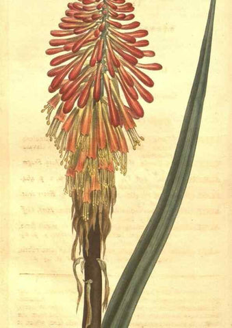 Reproducción/Reproduction 8447557751: Curtis's botanical magazine.. London ;New York [etc.] :Academic Press [etc.]
