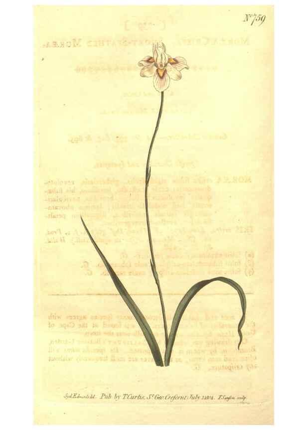 Reproducción/Reproduction 8448646210: Curtis's botanical magazine.. London ;New York [etc.] :Academic Press [etc.]