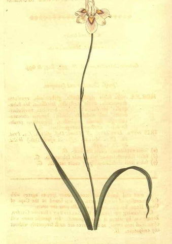 Reproducción/Reproduction 8448646210: Curtis's botanical magazine.. London ;New York [etc.] :Academic Press [etc.]