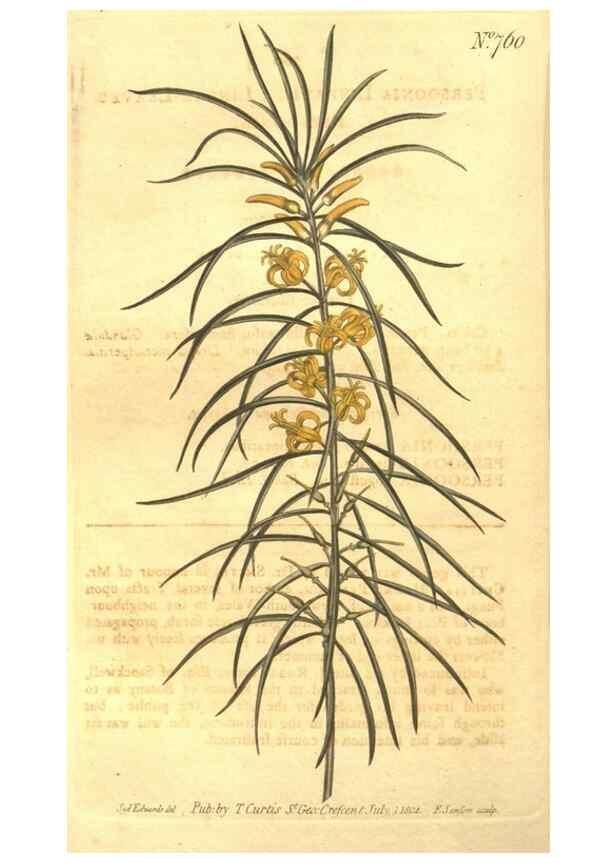 Reproducción/Reproduction 8448646906: Curtis's botanical magazine.. London ;New York [etc.] :Academic Press [etc.]