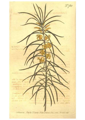 Reproducción/Reproduction 8448646906: Curtis's botanical magazine.. London ;New York [etc.] :Academic Press [etc.]