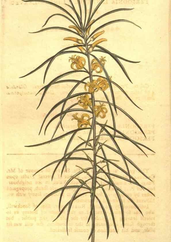 Reproducción/Reproduction 8448646906: Curtis's botanical magazine.. London ;New York [etc.] :Academic Press [etc.]