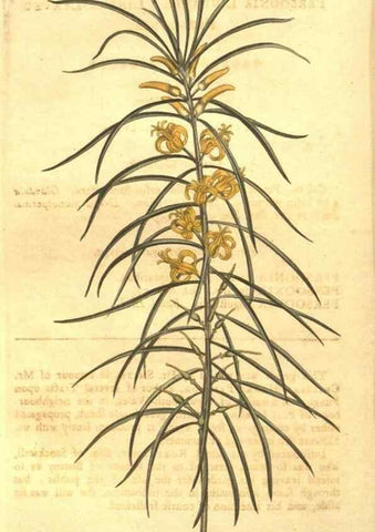 Reproducción/Reproduction 8448646906: Curtis's botanical magazine.. London ;New York [etc.] :Academic Press [etc.]