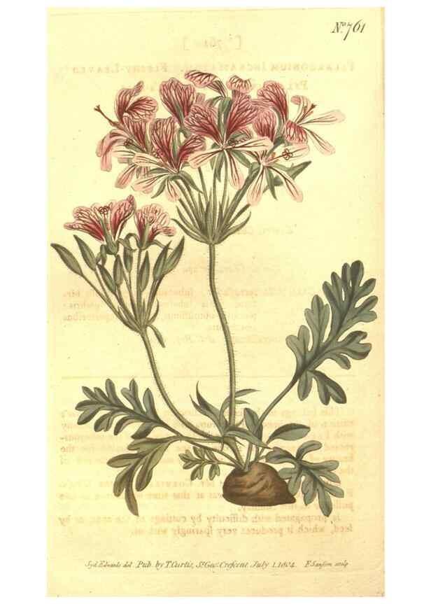 Reproducción/Reproduction 8448647568: Curtis's botanical magazine.. London ;New York [etc.] :Academic Press [etc.]
