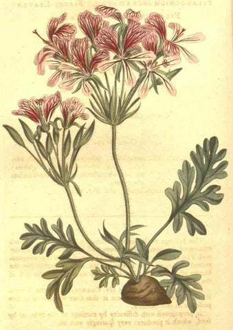 Reproducción/Reproduction 8448647568: Curtis's botanical magazine.. London ;New York [etc.] :Academic Press [etc.]