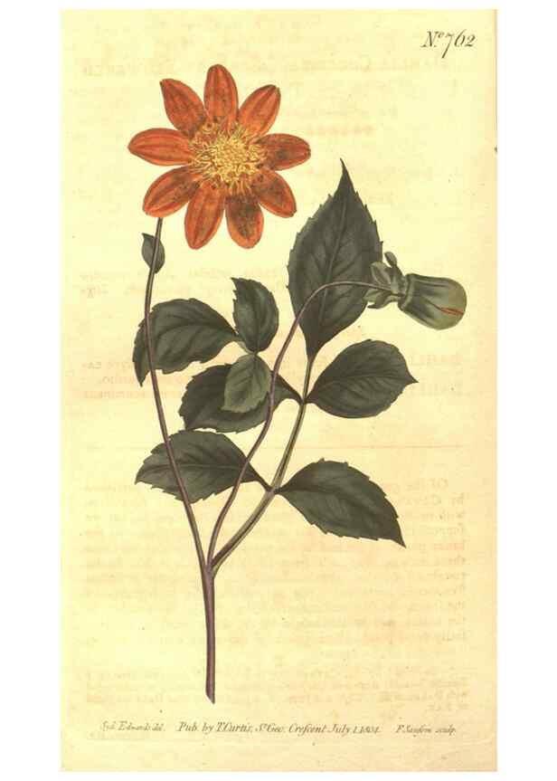 Reproducción/Reproduction 8448648400: Curtis's botanical magazine.. London ;New York [etc.] :Academic Press [etc.]