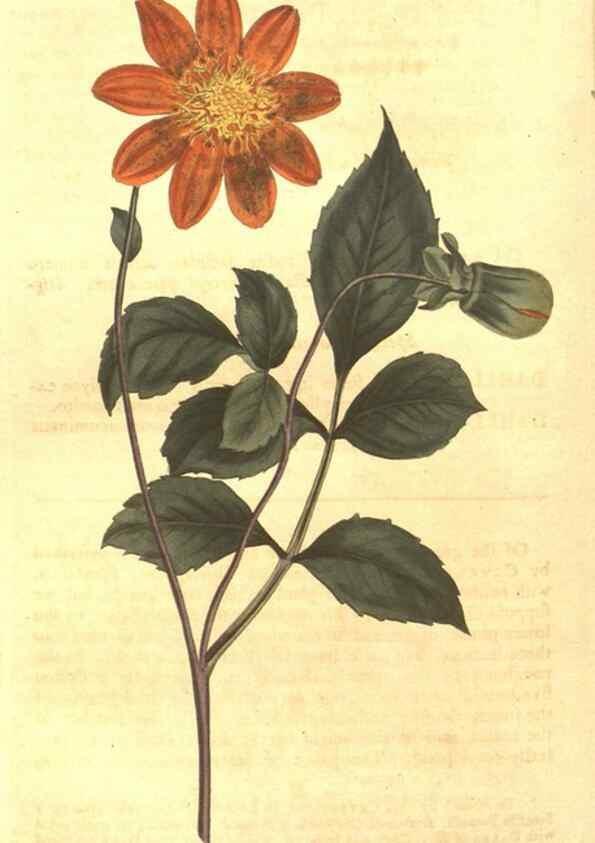 Reproducción/Reproduction 8448648400: Curtis's botanical magazine.. London ;New York [etc.] :Academic Press [etc.]