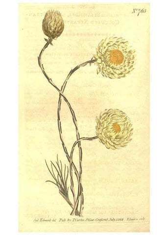 Reproducción/Reproduction 8448649232: Curtis's botanical magazine.. London ;New York [etc.] :Academic Press [etc.]