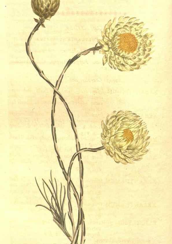 Reproducción/Reproduction 8448649232: Curtis's botanical magazine.. London ;New York [etc.] :Academic Press [etc.]