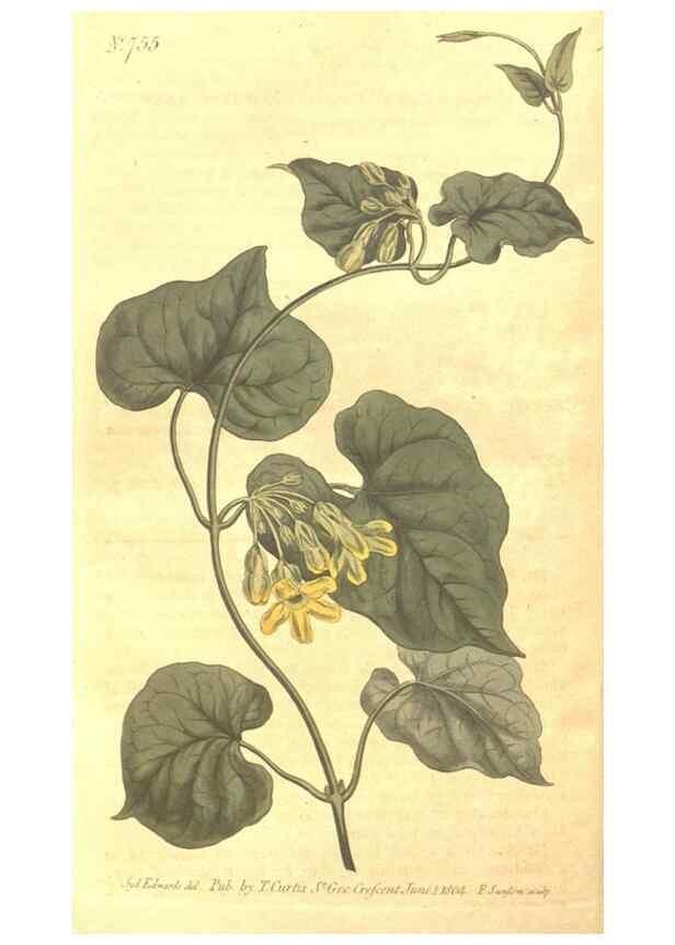 Reproducción/Reproduction 8447555583: Curtis's botanical magazine.. London ;New York [etc.] :Academic Press [etc.]