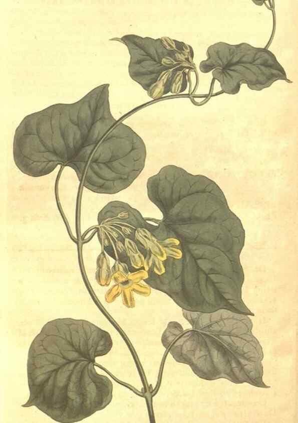 Reproducción/Reproduction 8447555583: Curtis's botanical magazine.. London ;New York [etc.] :Academic Press [etc.]