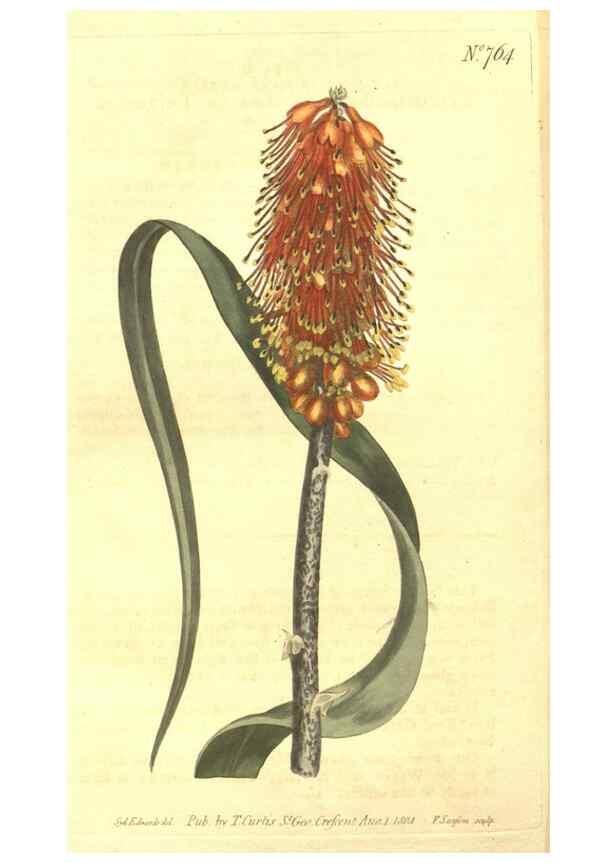 Reproducción/Reproduction 8447561975: Curtis's botanical magazine.. London ;New York [etc.] :Academic Press [etc.]