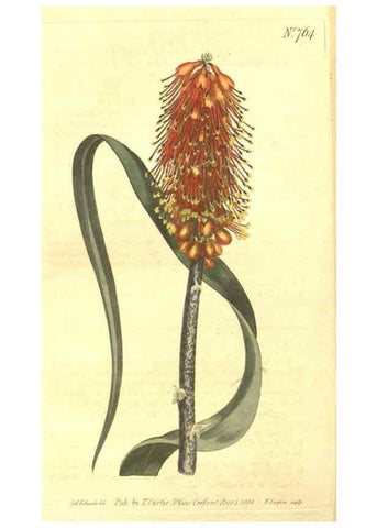 Reproducción/Reproduction 8447561975: Curtis's botanical magazine.. London ;New York [etc.] :Academic Press [etc.]