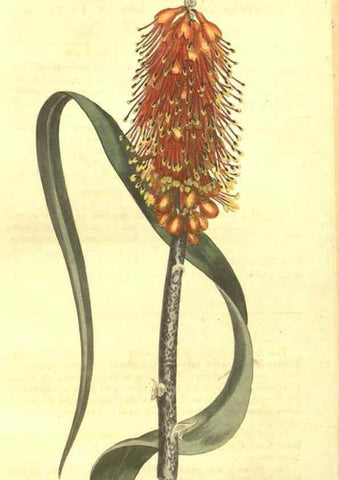 Reproducción/Reproduction 8447561975: Curtis's botanical magazine.. London ;New York [etc.] :Academic Press [etc.]