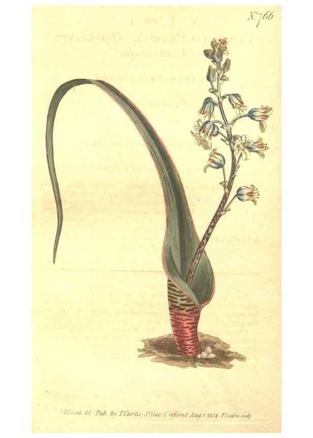 Reproducción/Reproduction 8447563751: Curtis's botanical magazine.. London ;New York [etc.] :Academic Press [etc.]