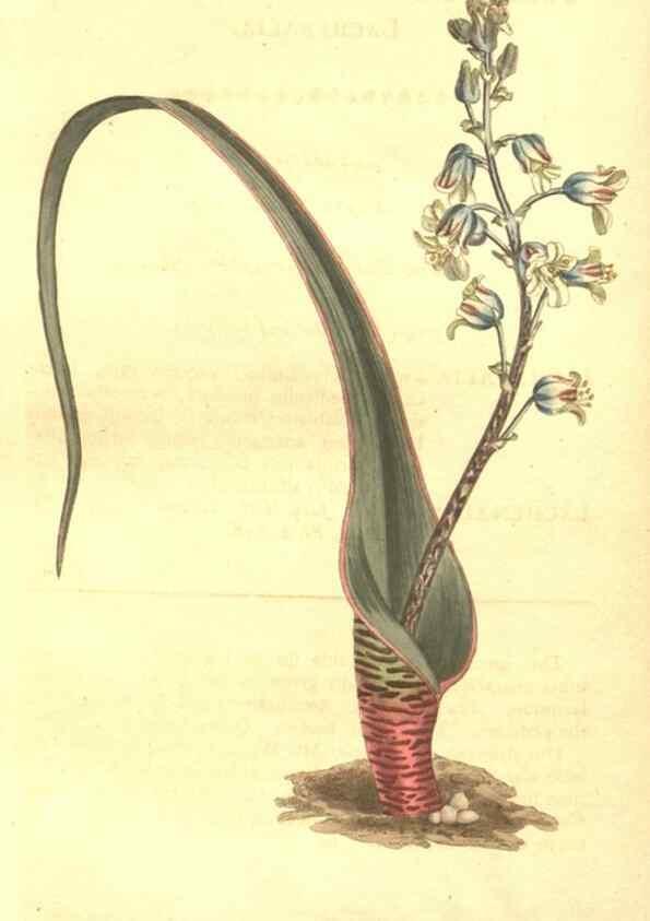 Reproducción/Reproduction 8447563751: Curtis's botanical magazine.. London ;New York [etc.] :Academic Press [etc.]
