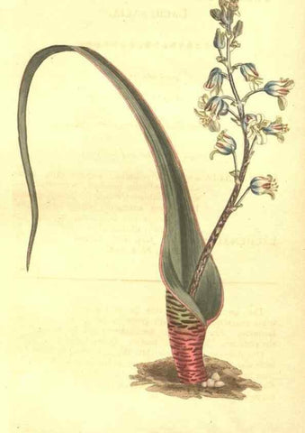 Reproducción/Reproduction 8447563751: Curtis's botanical magazine.. London ;New York [etc.] :Academic Press [etc.]