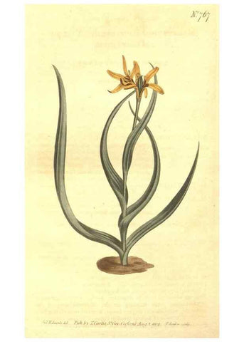 Reproducción/Reproduction 8447564333: Curtis's botanical magazine.. London ;New York [etc.] :Academic Press [etc.]