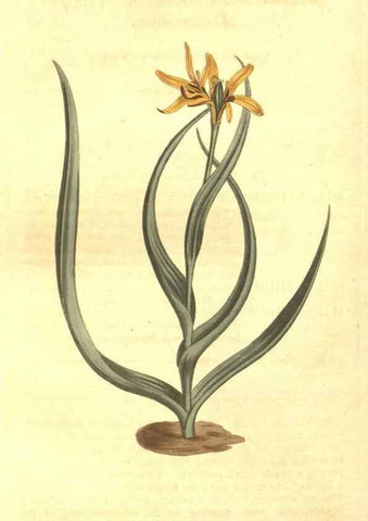Reproducción/Reproduction 8447564333: Curtis's botanical magazine.. London ;New York [etc.] :Academic Press [etc.]