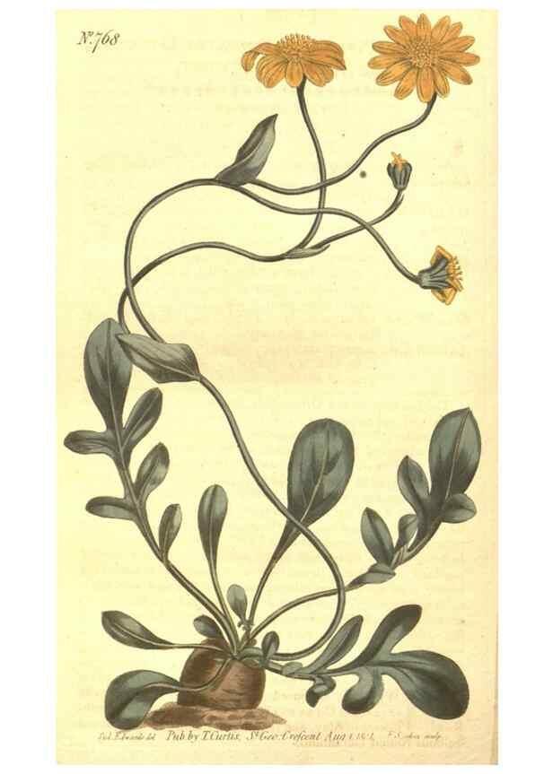 Reproducción/Reproduction 8447564899: Curtis's botanical magazine.. London ;New York [etc.] :Academic Press [etc.]