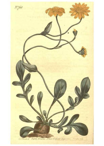 Reproducción/Reproduction 8447564899: Curtis's botanical magazine.. London ;New York [etc.] :Academic Press [etc.]