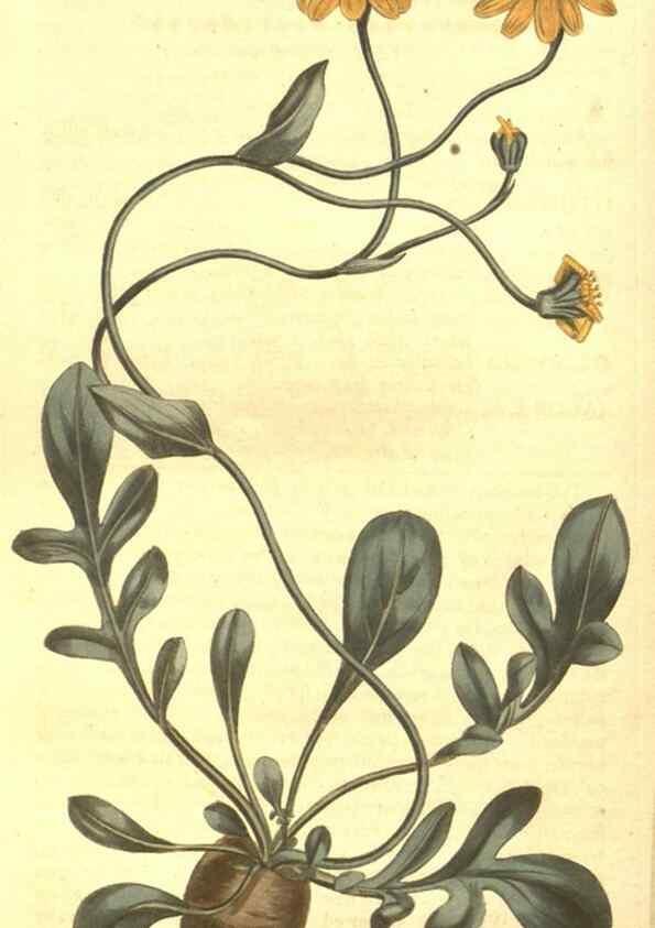 Reproducción/Reproduction 8447564899: Curtis's botanical magazine.. London ;New York [etc.] :Academic Press [etc.]