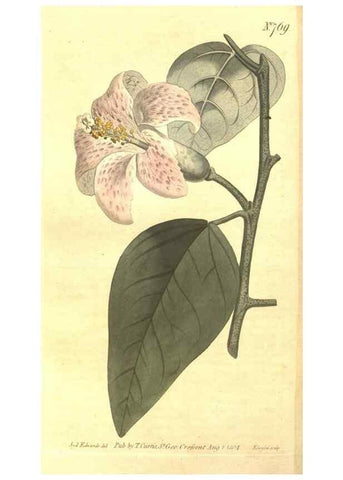 Reproducción/Reproduction 8447565415: Curtis's botanical magazine.. London ;New York [etc.] :Academic Press [etc.]