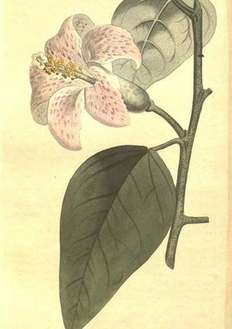 Reproducción/Reproduction 8447565415: Curtis's botanical magazine.. London ;New York [etc.] :Academic Press [etc.]