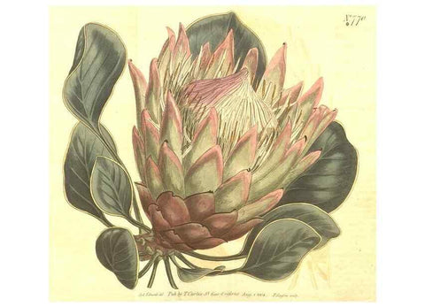 Reproducción/Reproduction 8447566999: Curtis's botanical magazine.. London ;New York [etc.] :Academic Press [etc.]