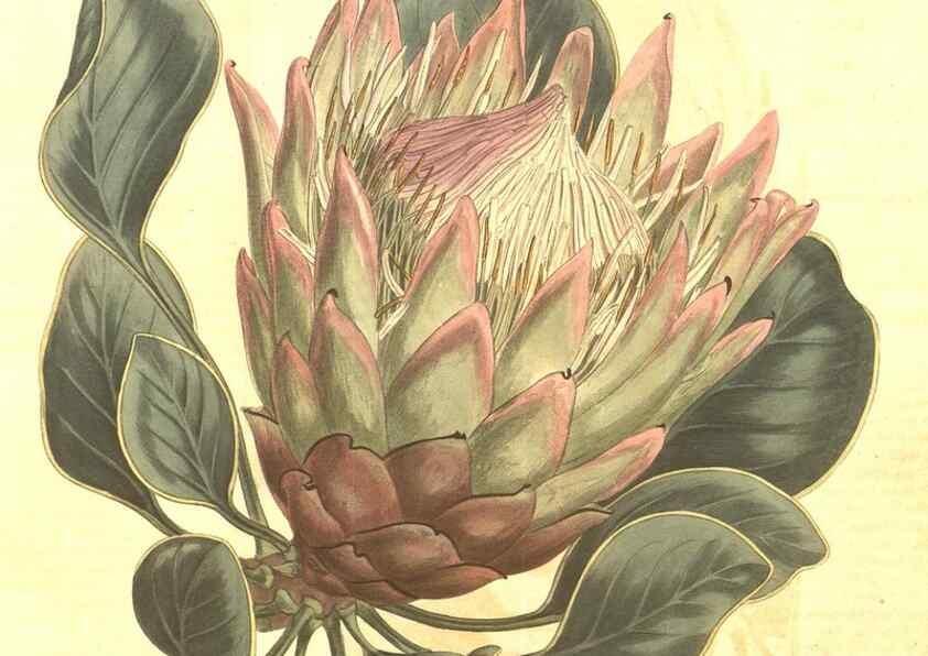 Reproducción/Reproduction 8447566999: Curtis's botanical magazine.. London ;New York [etc.] :Academic Press [etc.]