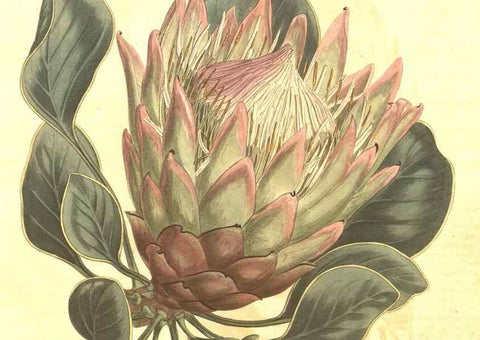 Reproducción/Reproduction 8447566999: Curtis's botanical magazine.. London ;New York [etc.] :Academic Press [etc.]