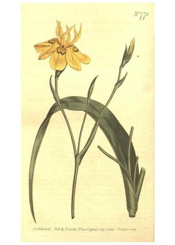 Reproducción/Reproduction 8447567479: Curtis's botanical magazine.. London ;New York [etc.] :Academic Press [etc.]