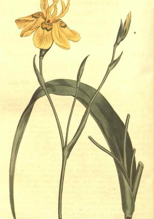 Reproducción/Reproduction 8447567479: Curtis's botanical magazine.. London ;New York [etc.] :Academic Press [etc.]