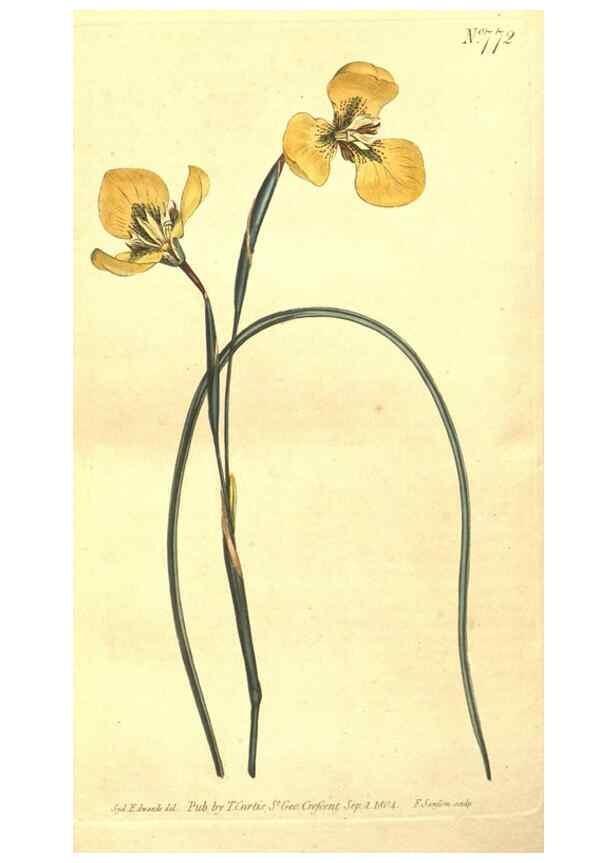 Reproducción/Reproduction 8447568145: Curtis's botanical magazine.. London ;New York [etc.] :Academic Press [etc.]