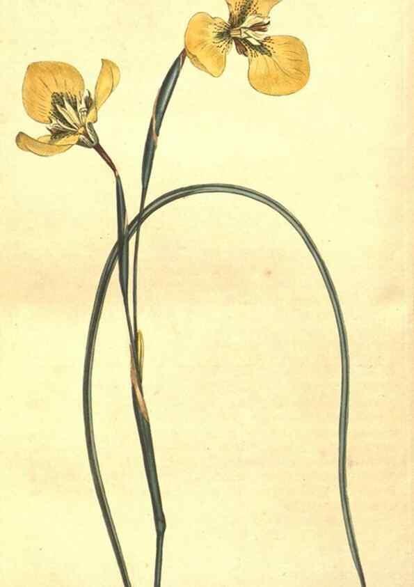 Reproducción/Reproduction 8447568145: Curtis's botanical magazine.. London ;New York [etc.] :Academic Press [etc.]