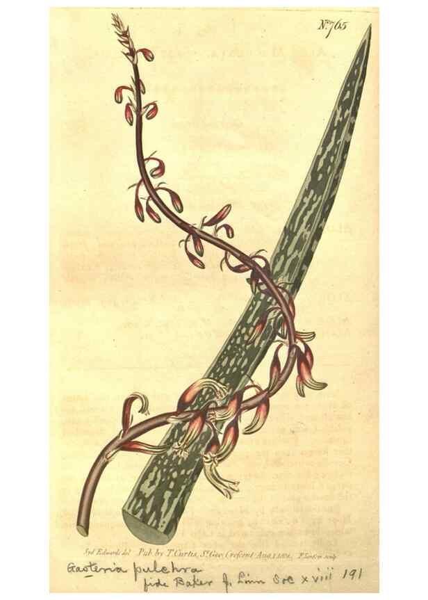 Reproducción/Reproduction 8448650886: Curtis's botanical magazine.. London ;New York [etc.] :Academic Press [etc.]