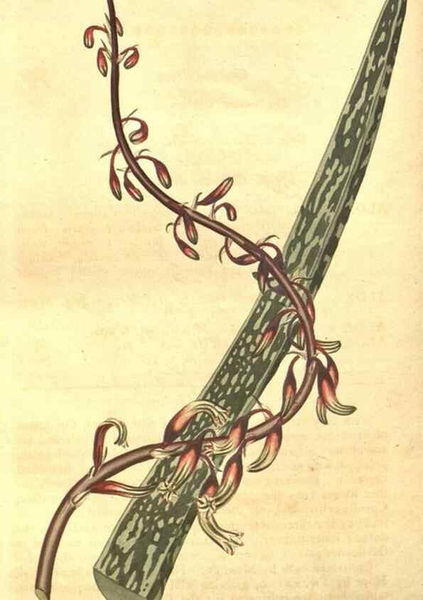 Reproducción/Reproduction 8448650886: Curtis's botanical magazine.. London ;New York [etc.] :Academic Press [etc.]