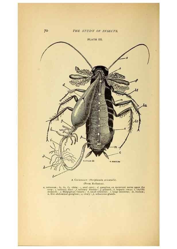 Reproducción/Reproduction 8455078721: A manual for the study of insects,. Ithaca, N.Y.,Comstock Publishing Company,1895.