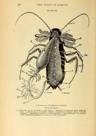 Reproducción/Reproduction 8455078721: A manual for the study of insects,. Ithaca, N.Y.,Comstock Publishing Company,1895.
