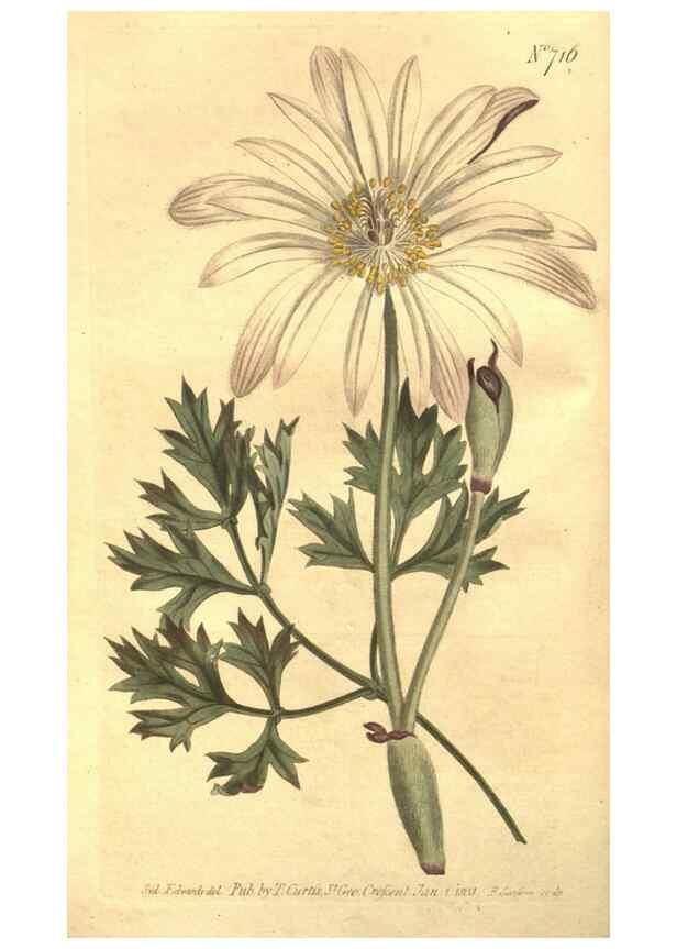 Reproducción/Reproduction 8448616752: Curtis's botanical magazine.. London ;New York [etc.] :Academic Press [etc.]