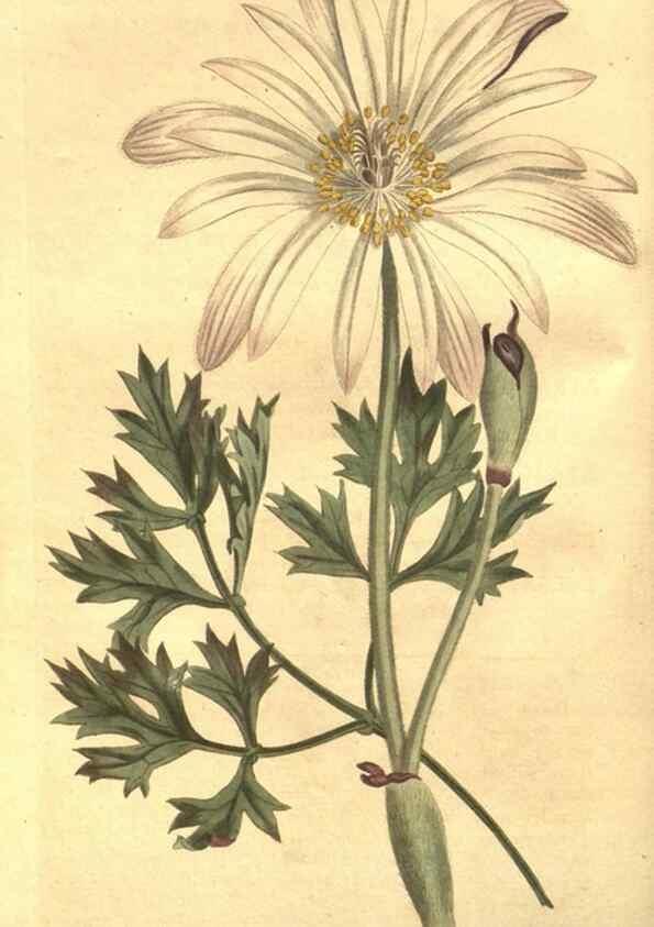 Reproducción/Reproduction 8448616752: Curtis's botanical magazine.. London ;New York [etc.] :Academic Press [etc.]