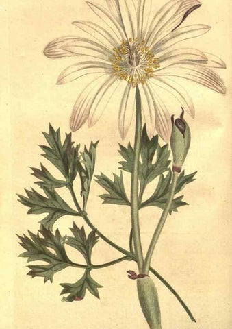 Reproducción/Reproduction 8448616752: Curtis's botanical magazine.. London ;New York [etc.] :Academic Press [etc.]