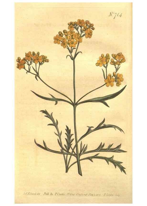 Reproducción/Reproduction 8447526697: Curtis's botanical magazine.. London ;New York [etc.] :Academic Press [etc.]