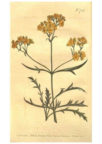 Reproducción/Reproduction 8447526697: Curtis's botanical magazine.. London ;New York [etc.] :Academic Press [etc.]